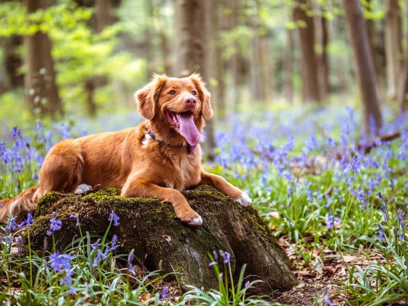 Gold-coloured dog on moss-covered rock surrounded by flowers