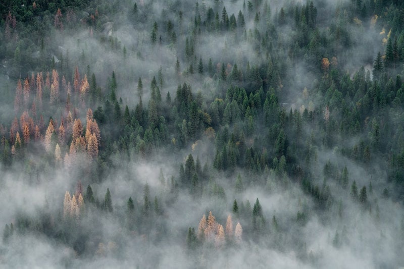 Aerial photograph of smoke-covered trees in Yosemite Valley, California