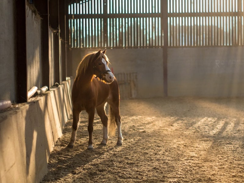 Softly-lit brown & white horse in a stable