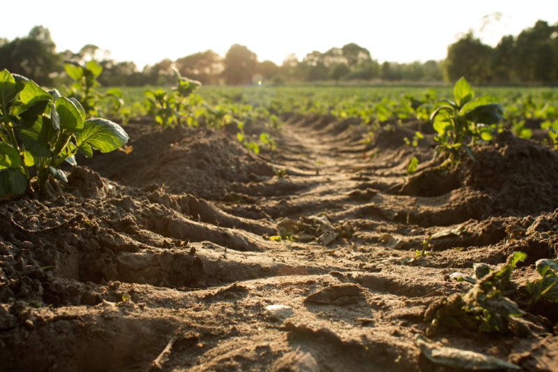 Ground level view of farmland shows the soil between two rows of sprouting plants.